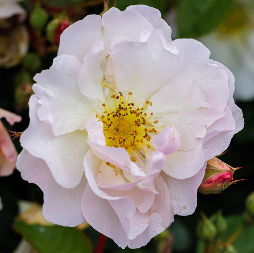 Penelope (Premium Rose Shrub x 1 Bare Root) Pre Order: Jan 25 delivery