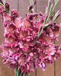 Gladioli 'Rusty Chestnut' (10 Bulbs)