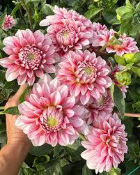 Dahlia 'Strawberry Cream'