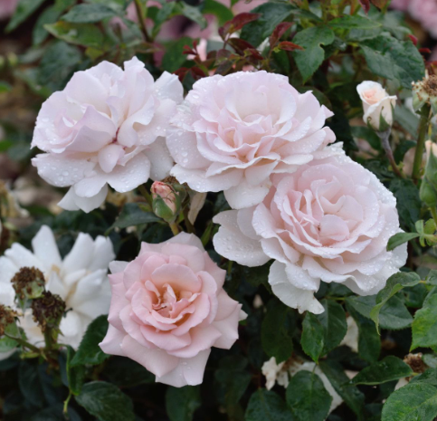 A Whiter Shade of Pale (Premium Rose Bush x 1 Bare Root) Pre Order: Jan 25 delivery