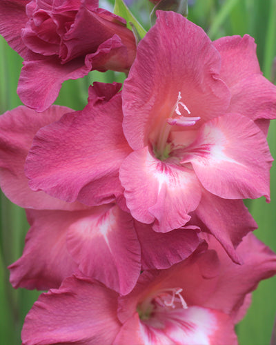 Gladioli &